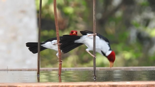 Yellow-billed Cardinal - ML201218391