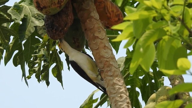 White Woodpecker - ML201218401