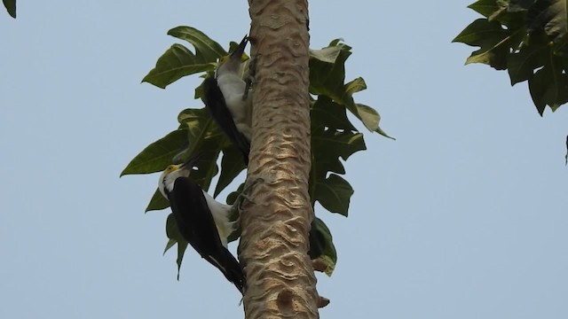 White Woodpecker - ML201218411