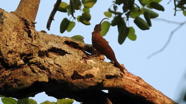 Red-billed Scythebill - ML201218421