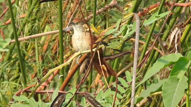 Espinero Grande - ML201218441