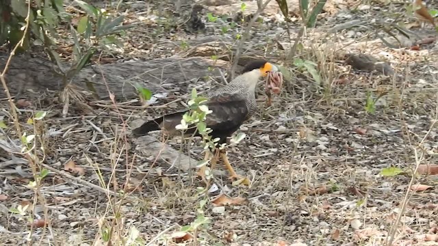 Crested Caracara (Southern) - ML201218461