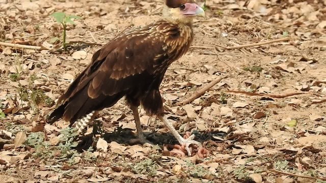 Caracara huppé (plancus) - ML201218471