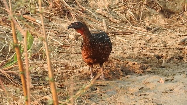 Chestnut-bellied Guan - ML201218501