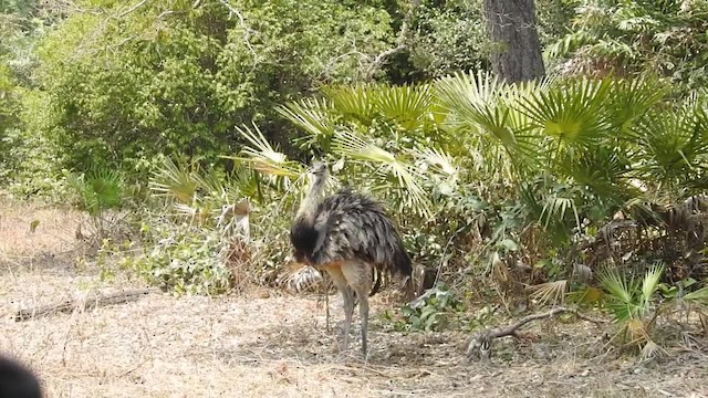 Greater Rhea - ML201218511