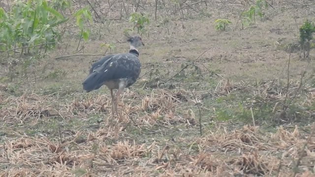 Southern Screamer - ML201218521