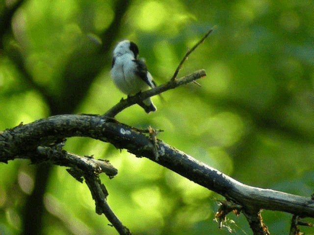 Collared Flycatcher - ML201218621