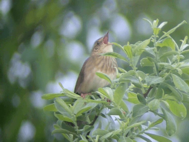 River Warbler - ML201218631