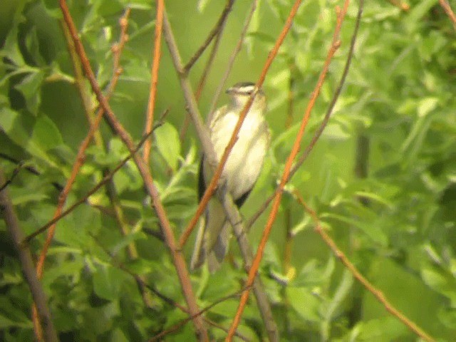 Sedge Warbler - ML201218681
