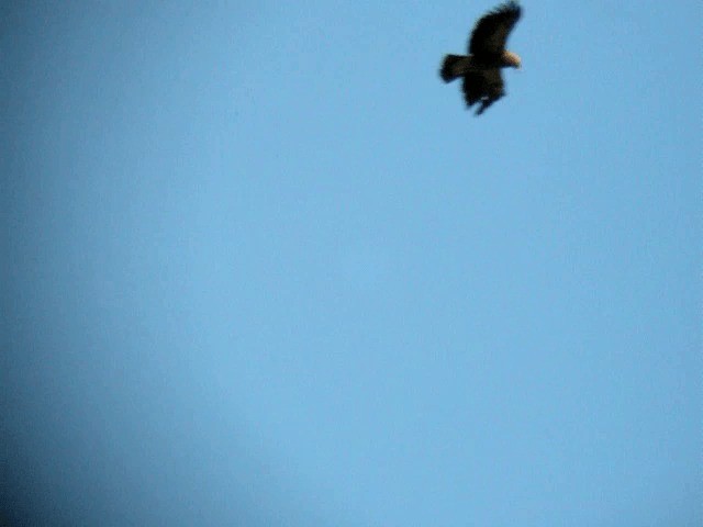 Lesser Spotted Eagle - ML201218761