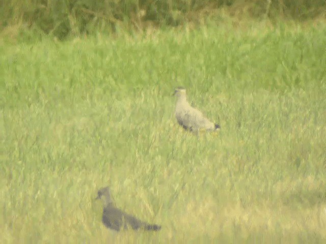 Sociable Lapwing - ML201218841