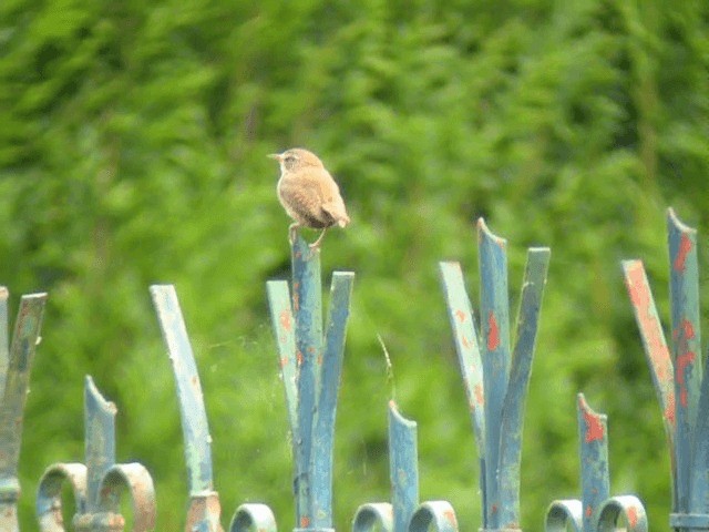 Eurasian Wren (Eurasian) - ML201218851