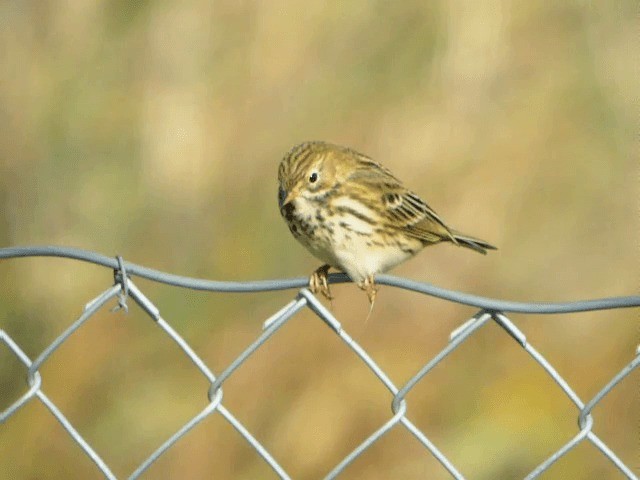 Meadow Pipit - ML201218991