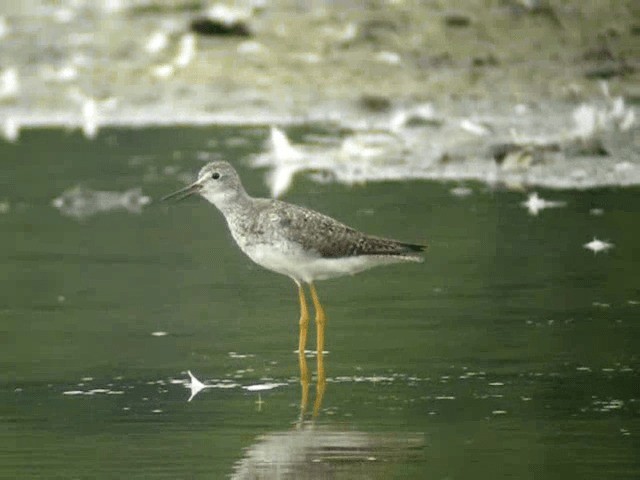 Lesser Yellowlegs - ML201219141