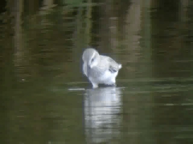 White-rumped Sandpiper - ML201219161