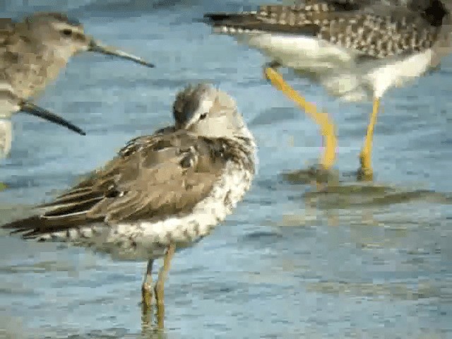 Stilt Sandpiper - ML201219191