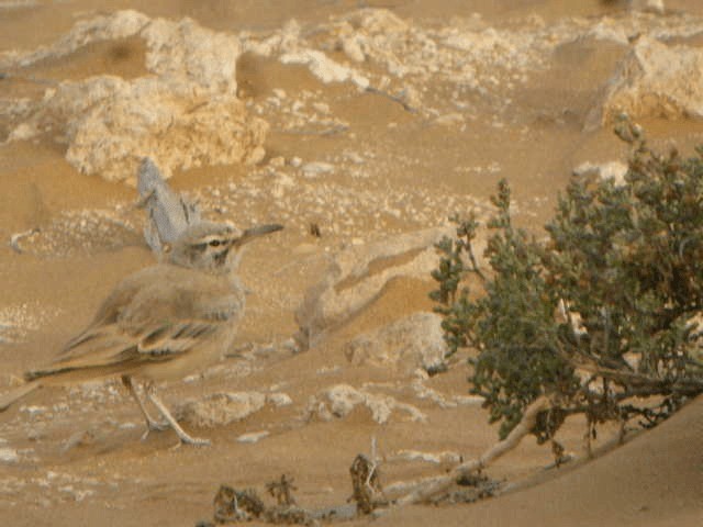 Sirli du désert (groupe alaudipes) - ML201219231