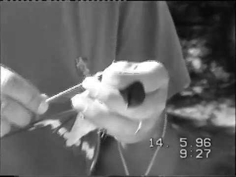 Barn Swallow (White-bellied) - ML201219271