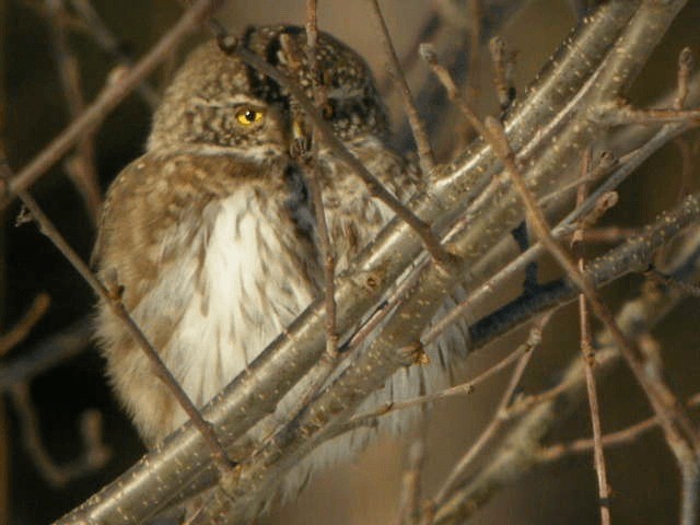 Eurasian Pygmy-Owl - ML201219491