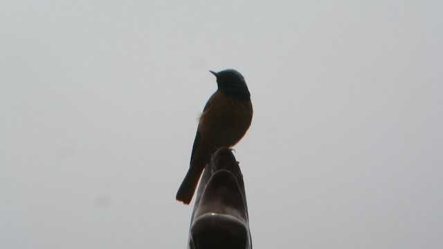 Hodgson's Redstart - ML201219661