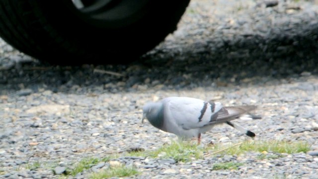 Pigeon des rochers - ML201219681