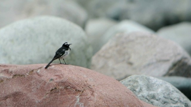 White Wagtail (Hodgson's) - ML201219751