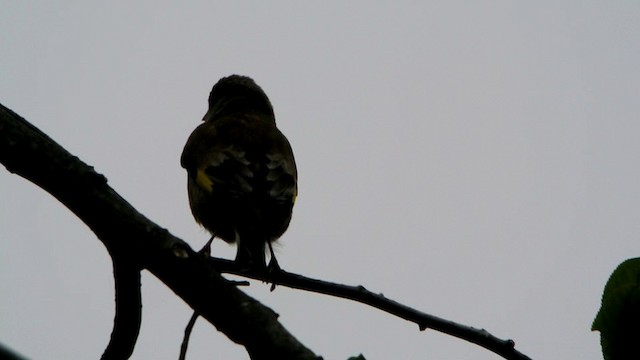 Oriental Greenfinch - ML201219771