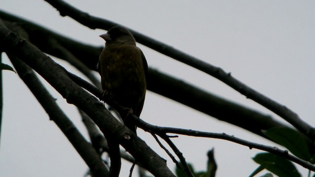 Oriental Greenfinch - ML201219781