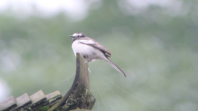 White Wagtail (Hodgson's) - ML201219821