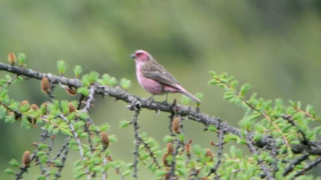 Chinese White-browed Rosefinch - ML201219841