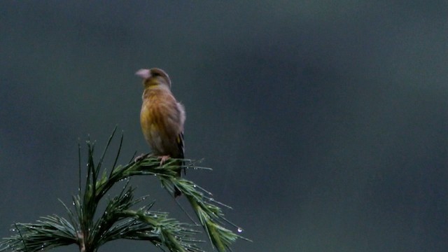 Oriental Greenfinch - ML201219861