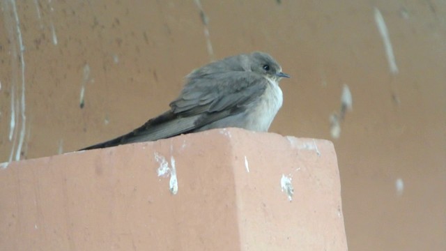 Eurasian Crag-Martin - ML201219901