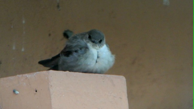 Eurasian Crag-Martin - ML201219911