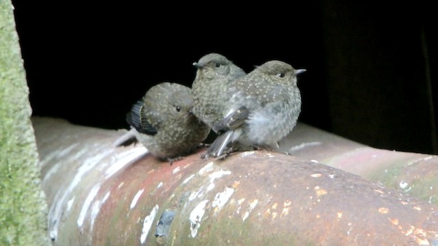 Plumbeous Redstart - ML201219991