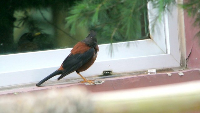 Chestnut Thrush - ML201220001