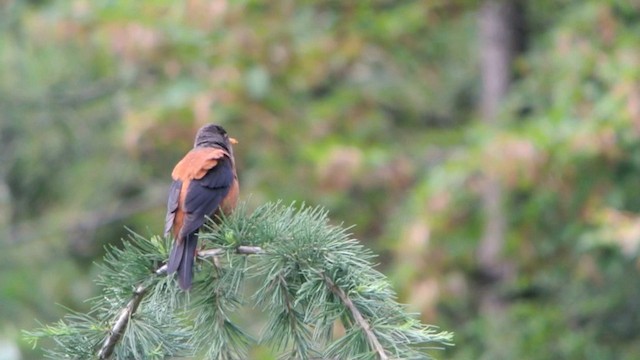 Chestnut Thrush - ML201220051