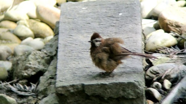 White-browed Laughingthrush - ML201220071