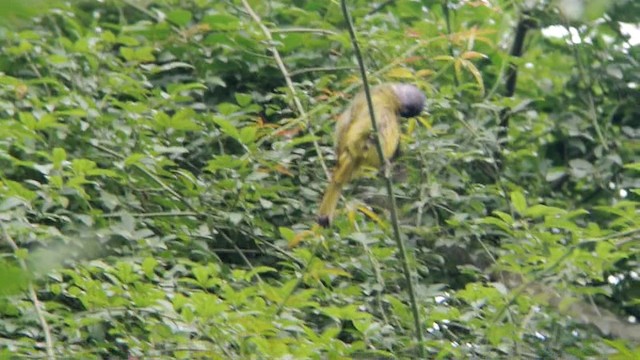 Bulbul à semi-collier - ML201220081