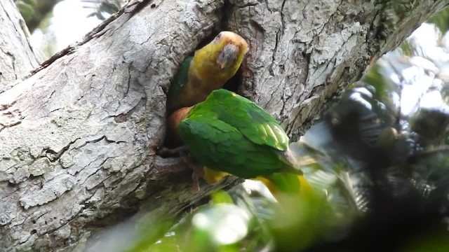 White-bellied Parrot (Yellow-tailed) - ML201220151