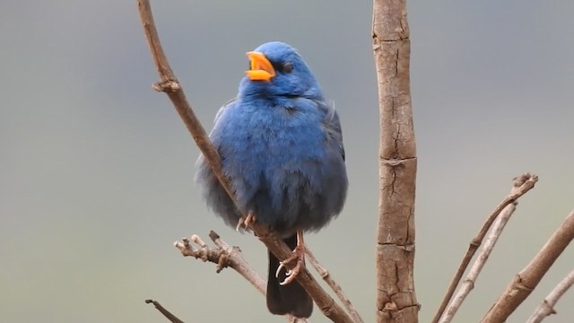 Blue Finch - ML201220181