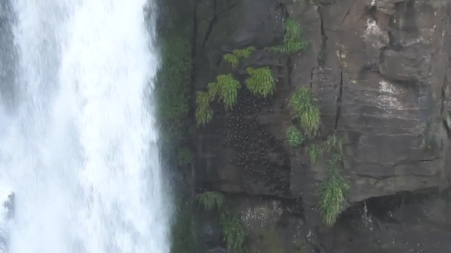Great Dusky Swift - ML201220201