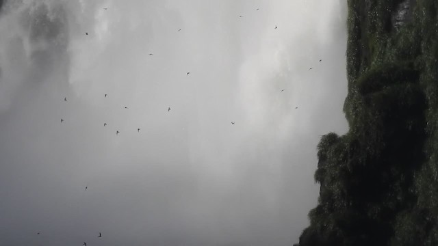 Great Dusky Swift - ML201220211