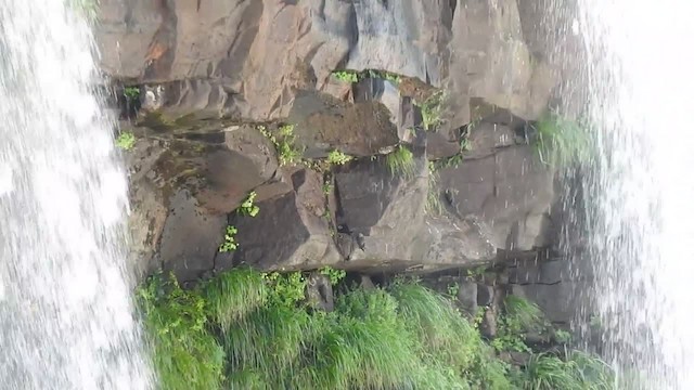 Great Dusky Swift - ML201220221