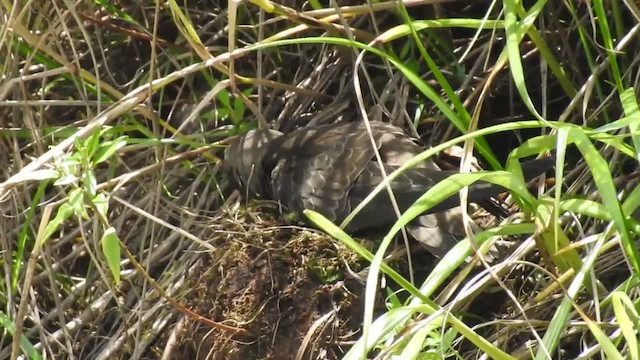 Great Dusky Swift - ML201220231