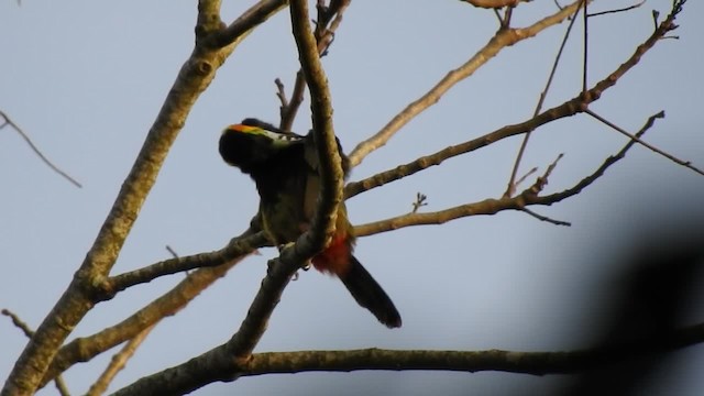 Toucanet à bec tacheté - ML201220251
