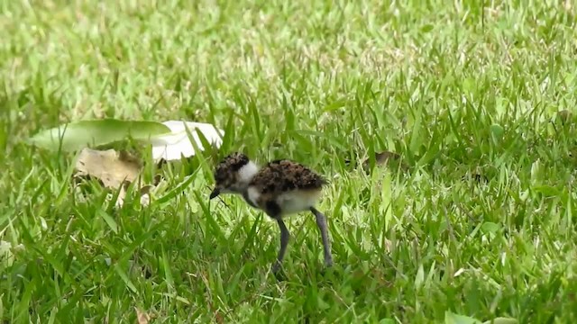 Southern Lapwing (lampronotus) - ML201220271