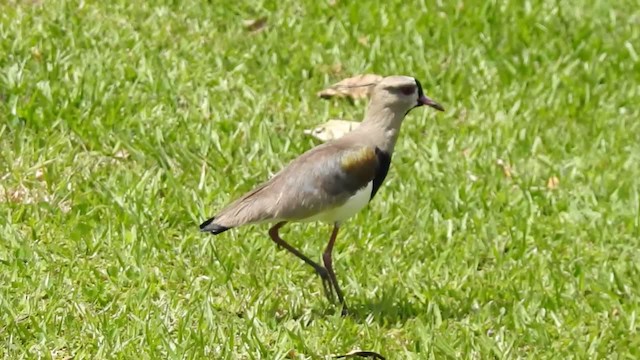 Чайка чилійська (підвид lampronotus) - ML201220281