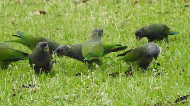 Scaly-headed Parrot - ML201220291
