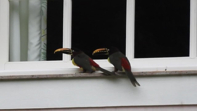 Chestnut-eared Aracari - ML201220301