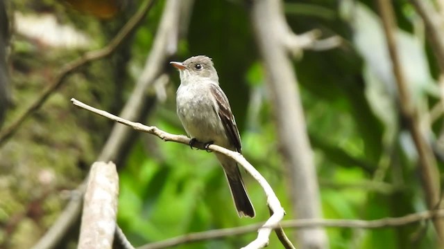 Eastern Wood-Pewee - ML201220331